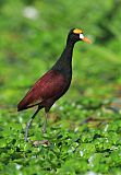 Northern Jacana